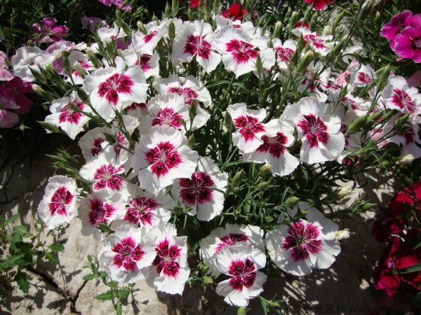 美國(guó)石竹種子發(fā)芽出苗開花圖片