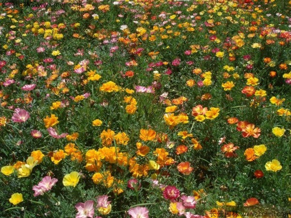 花菱草種子發(fā)芽出苗開花圖片