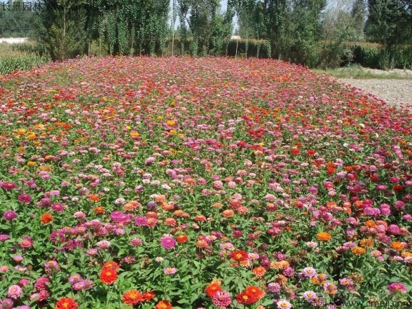 百日草種子發(fā)芽出苗開花圖片