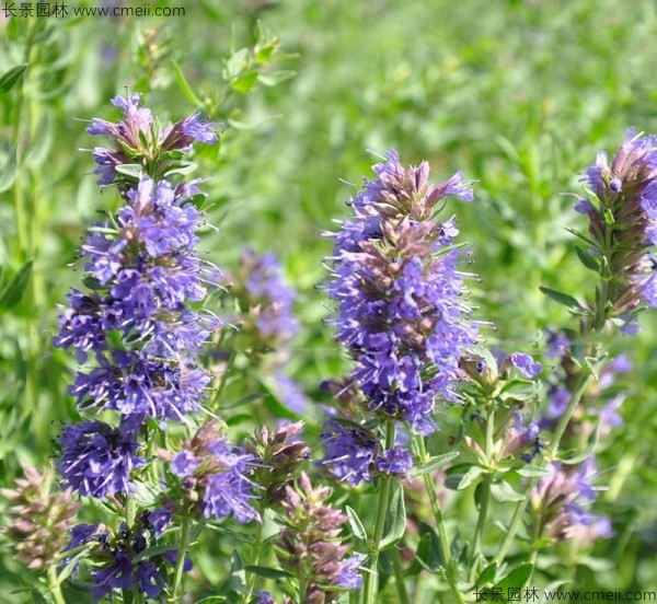 神香草種子發(fā)芽出苗開花圖片 神香草種子發(fā)芽出苗開花圖片