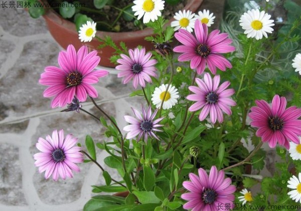 非洲萬(wàn)壽菊種子發(fā)芽出苗開花圖片