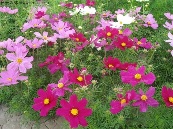 格?；ǚN子發(fā)芽出苗開花圖片