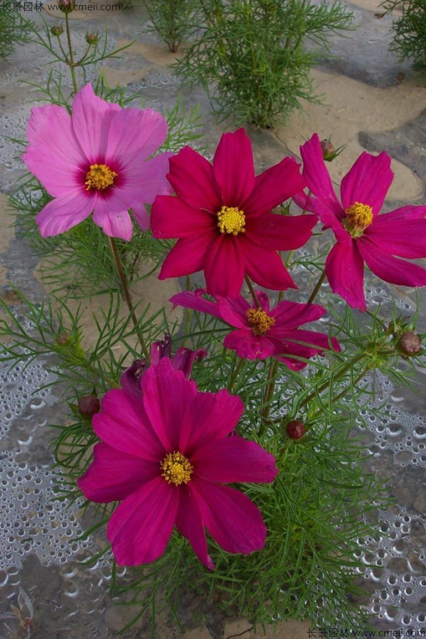 格?；ǚN子發(fā)芽出苗開花圖片