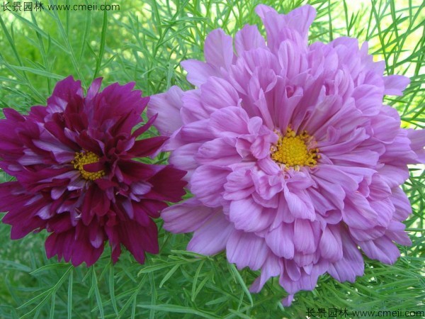 格?；ǚN子發(fā)芽出苗開花圖片