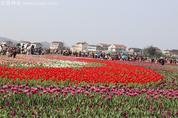 郁金香開花圖片