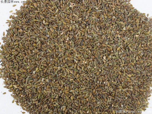 沙蒿種子 沙蒿種子