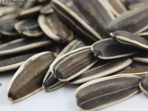 油葵種子 油葵種子