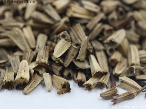 紫松果菊種子 紫松果菊種子