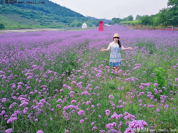 闊葉馬鞭草 闊葉馬鞭草
