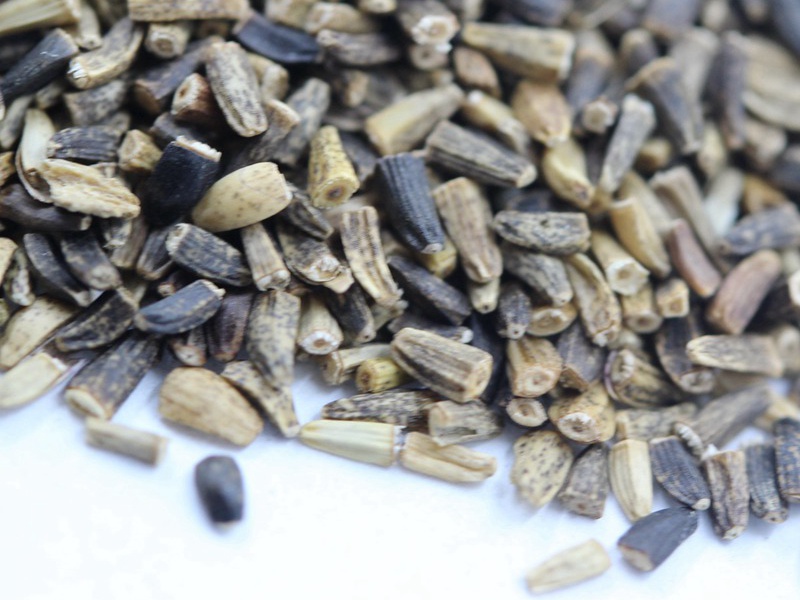 進(jìn)口菊苣種子 進(jìn)口菊苣種子