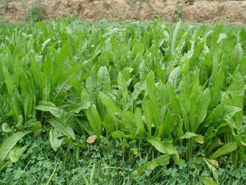 進(jìn)口菊苣種子 進(jìn)口菊苣種子