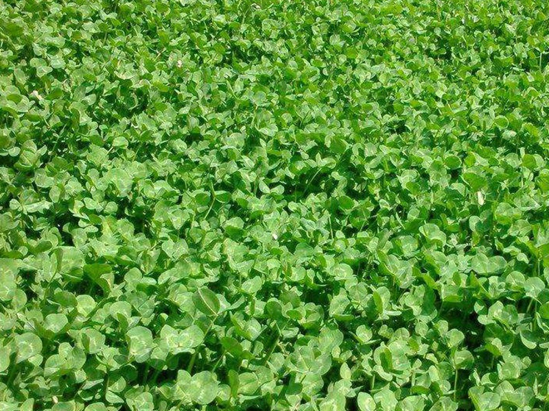 紅三葉種子 紅三葉種子