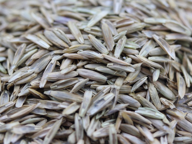 藍(lán)標(biāo)多年生黑麥草 藍(lán)標(biāo)多年生黑麥草