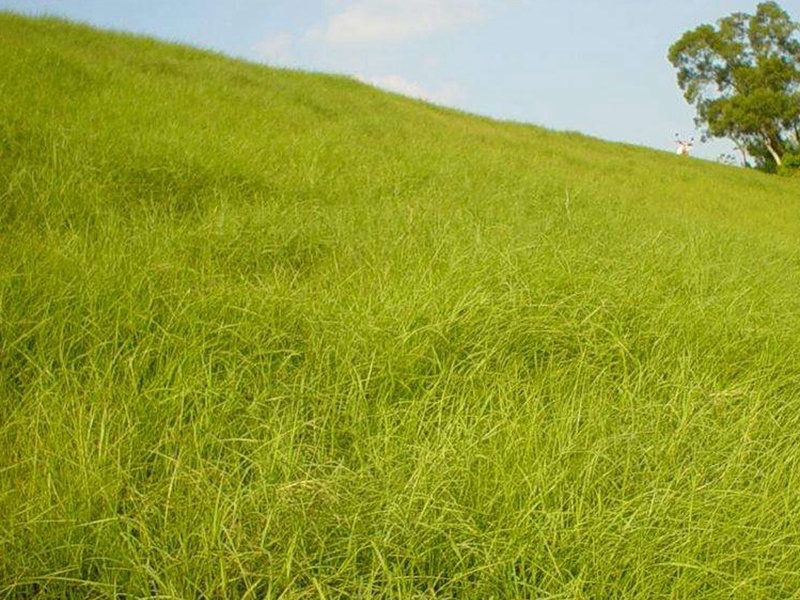 巴哈雀稗 巴哈雀稗