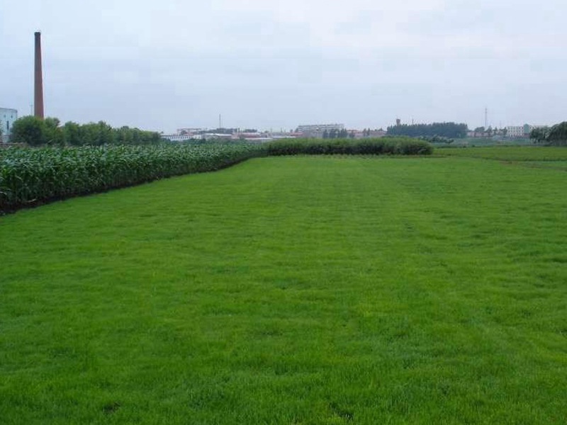 狗牙根草坪 狗牙根草坪