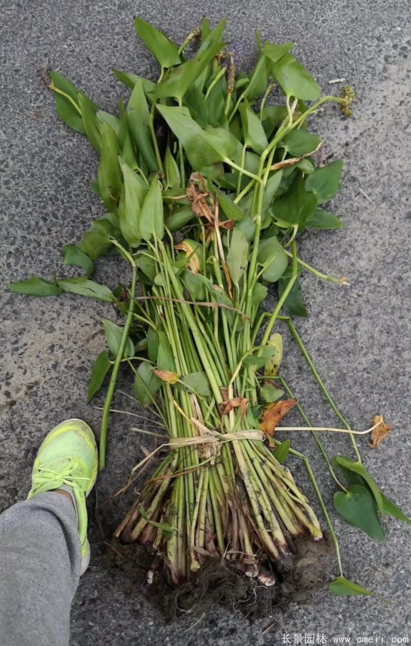 水生濕地植物梭魚(yú)草 水生濕地植物梭魚(yú)草