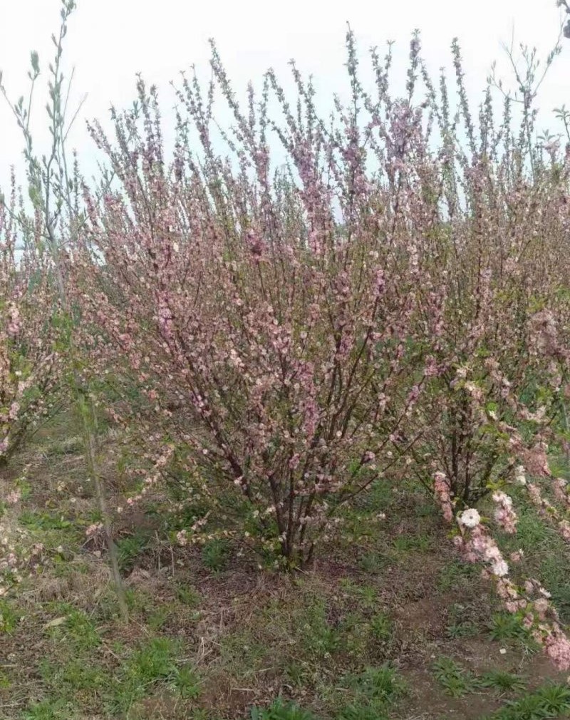 叢生榆葉梅 叢生榆葉梅