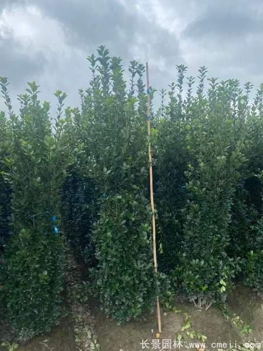 大葉黃楊柱 大葉黃楊柱