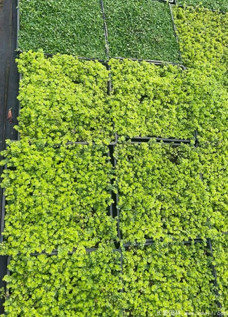 金葉過路黃 金葉過路黃