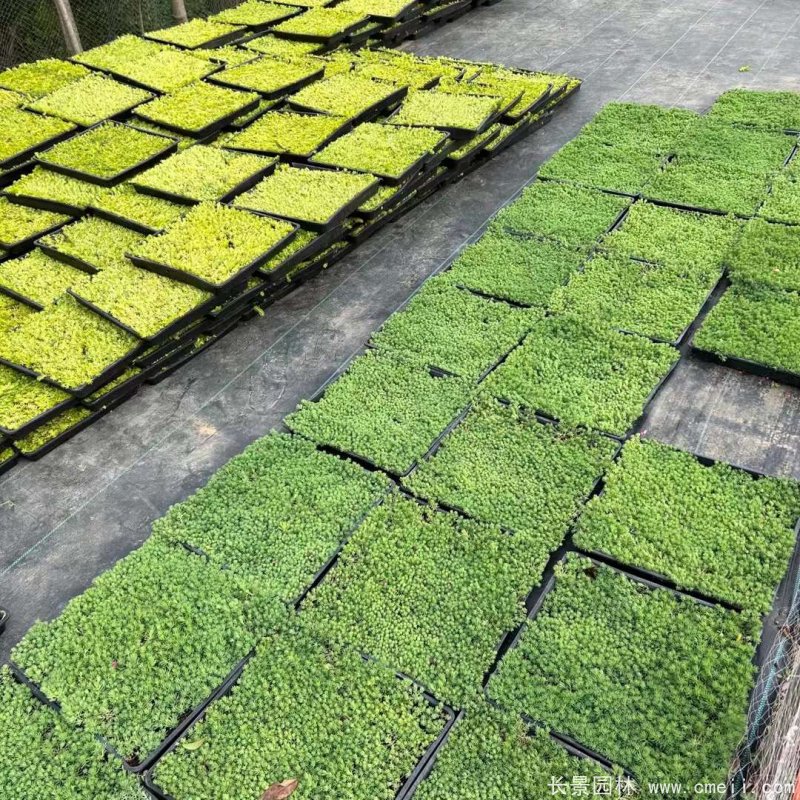 中華景天托盤苗 中華景天托盤苗