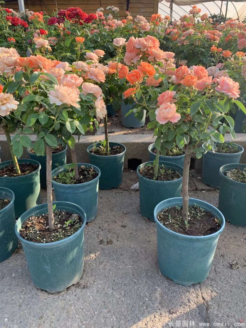 棒棒糖月季樹(shù) 棒棒糖月季樹(shù)