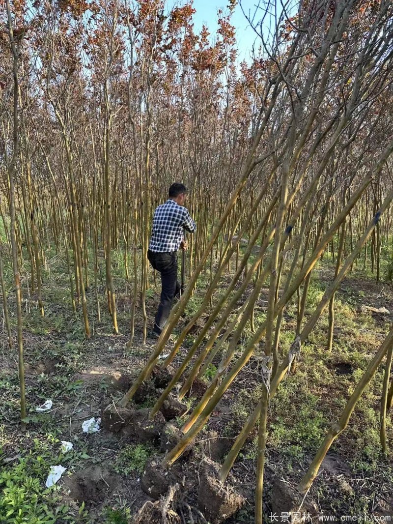 紫葉丹紅紫薇苗 紫葉丹紅紫薇苗