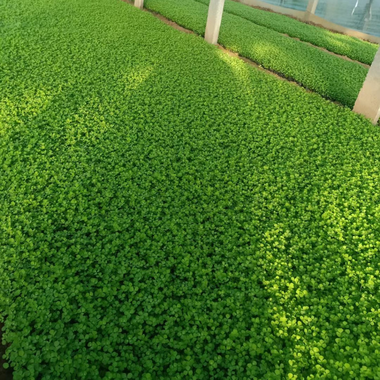 白車(chē)軸草 白車(chē)軸草