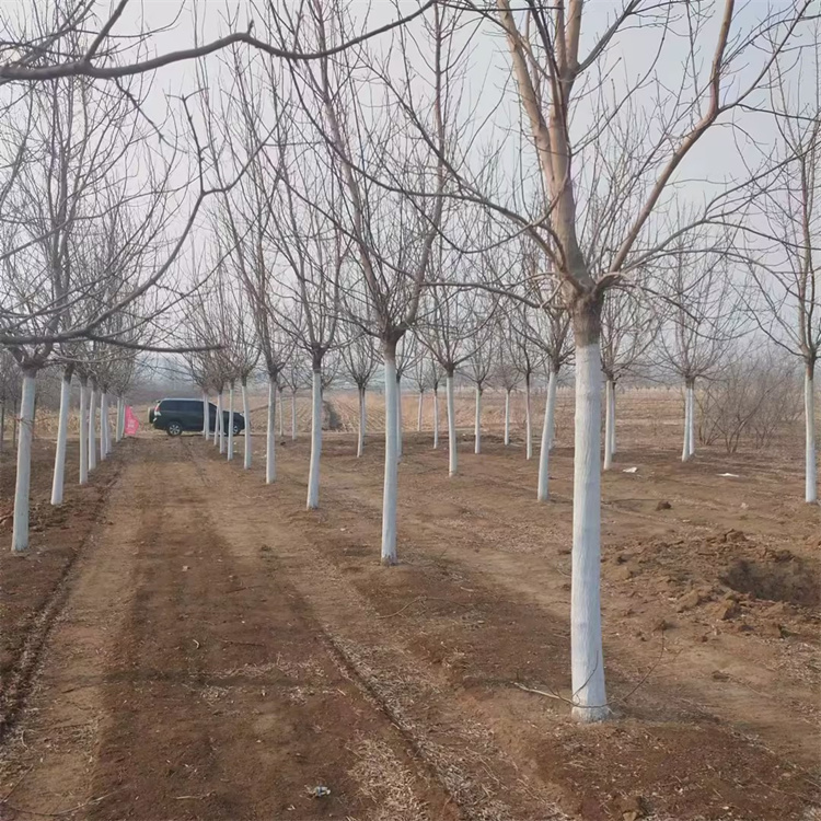 復(fù)葉槭 復(fù)葉槭