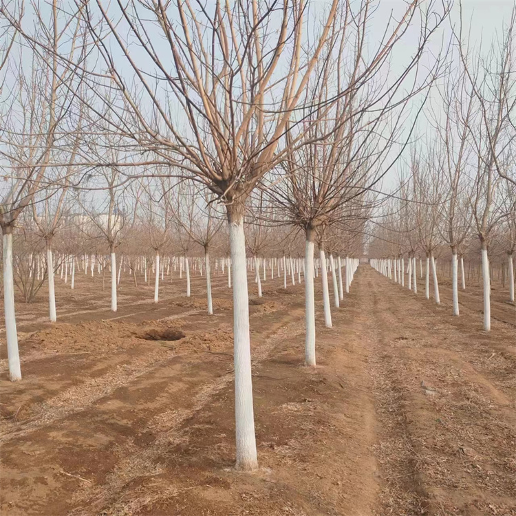 復(fù)葉槭 復(fù)葉槭