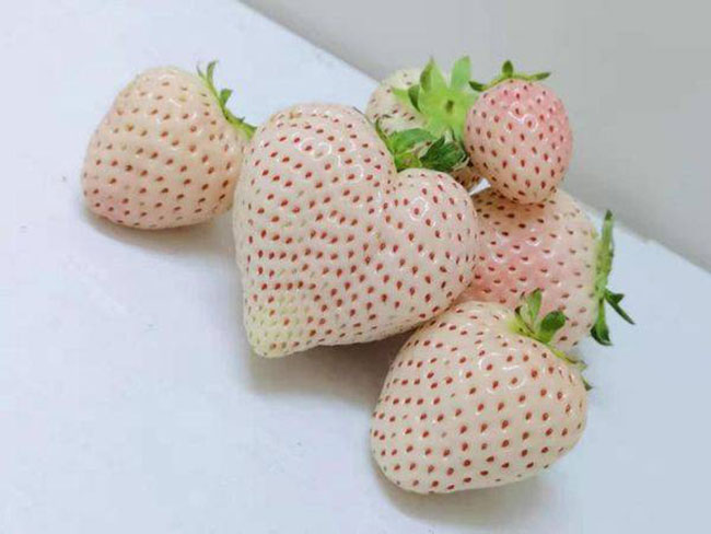1569320393287117.jpg 白草莓市場行情怎么樣?白草莓種植前景如何?