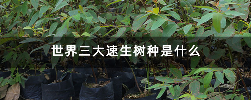世界三大速生樹(shù)種是什么 世界三大速生樹(shù)種是什么
