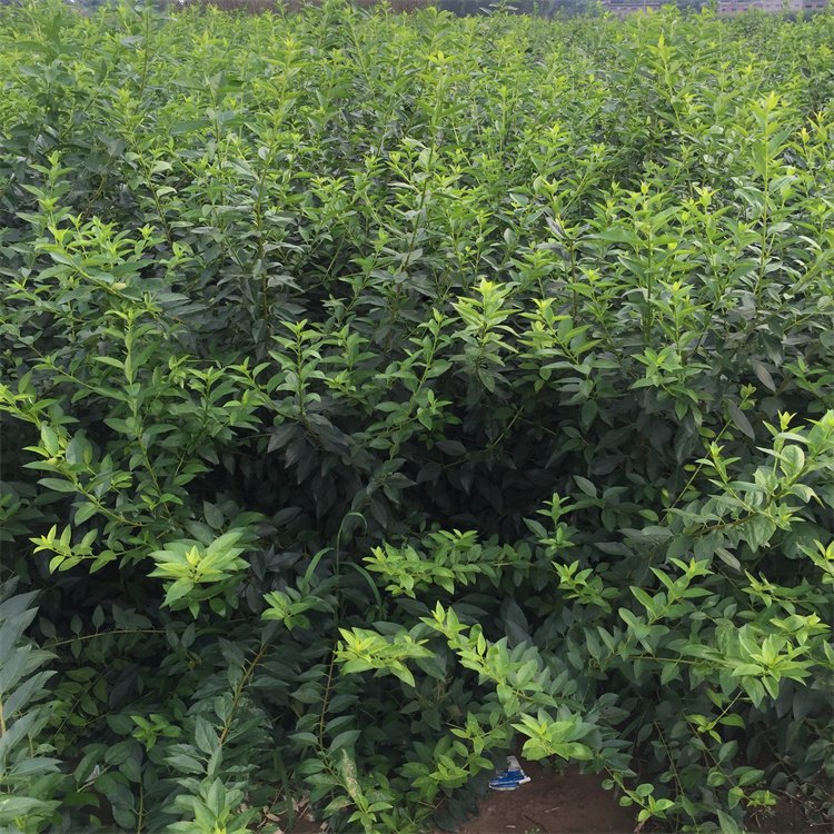 金鐘花開花過后夏季的樣子 金鐘花開花過后夏季的樣子